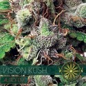 Vision Kush Autoflorescente (Vision Seeds) Feminizado