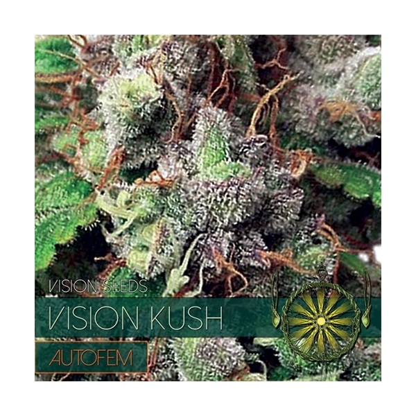 Vision Kush Autoflorescente (Vision Seeds) Feminizado