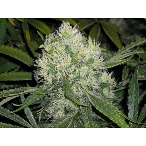 Nordle (Mr. Nice) regular