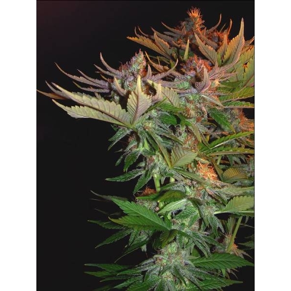 Nordle (Mr. Nice) regular