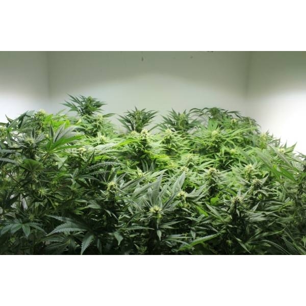 Nordle (Mr. Nice) regular