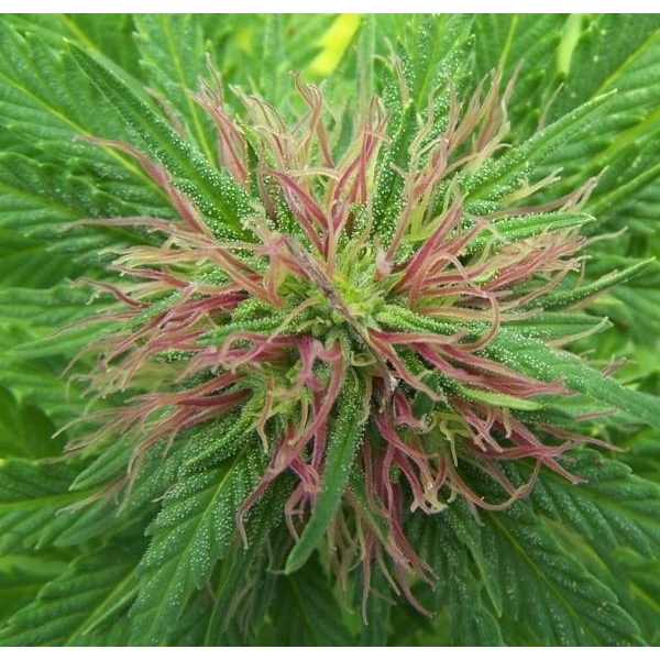 Nordle (Mr. Nice) regular