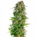 Hindu Kush Autoflorecente (Sensi Seeds) feminizada
