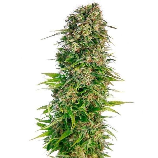 Hindu Kush Autoflorecente (Sensi Seeds) feminizada