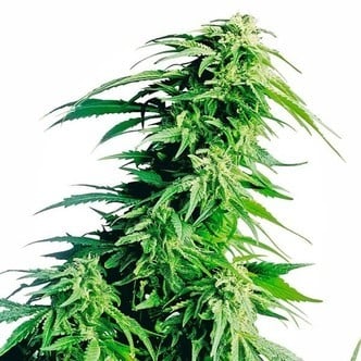 Hindu Kush (Sensi Seeds) feminizada