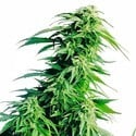 Hindu Kush (Sensi Seeds) feminizada