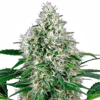 Pure Power Plant Autoflower (White Label) feminizada