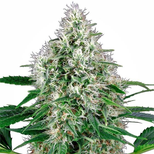 Pure Power Plant Autoflower (White Label) feminizada