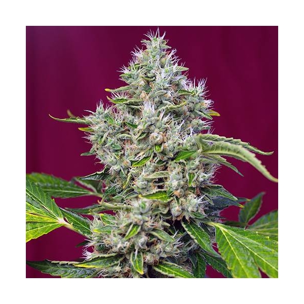 San Fernando Lemon Kush (Sweet Seeds) Feminizada