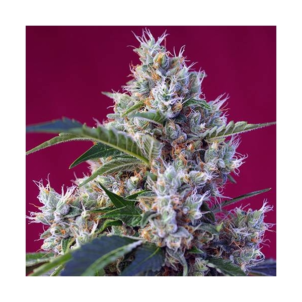 Indigo Berry Kush (Sweet Seeds) feminizada