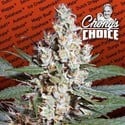 L.A. Amnesia (Paradise Seeds) feminizada