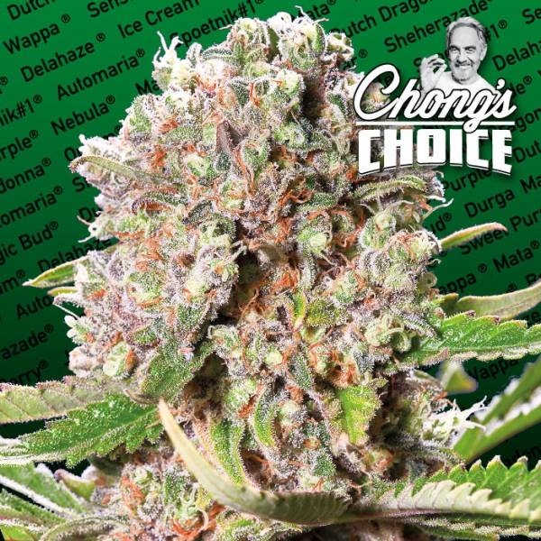 Mendocino Skunk (Paradise Seeds) feminizada