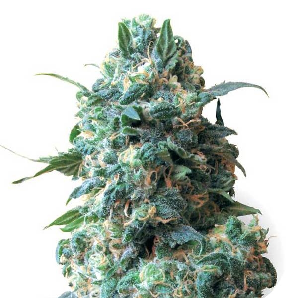 Critical (Sensation Seeds) feminizada