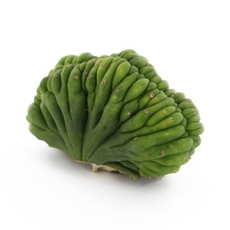 San Pedro Cristado (Echinopsis pachanoi cristata)