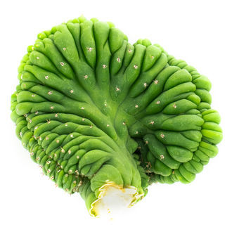 San Pedro Cristado (Echinopsis pachanoi cristata)