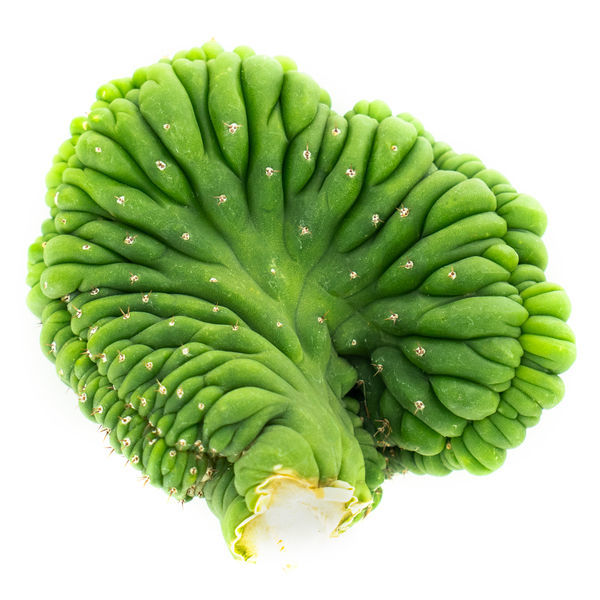 San Pedro Cristado (Echinopsis pachanoi cristata)