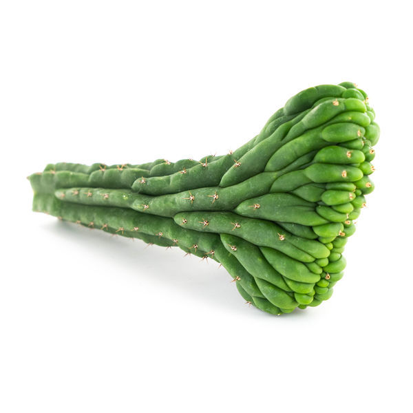 San Pedro Cristado (Echinopsis pachanoi cristata)