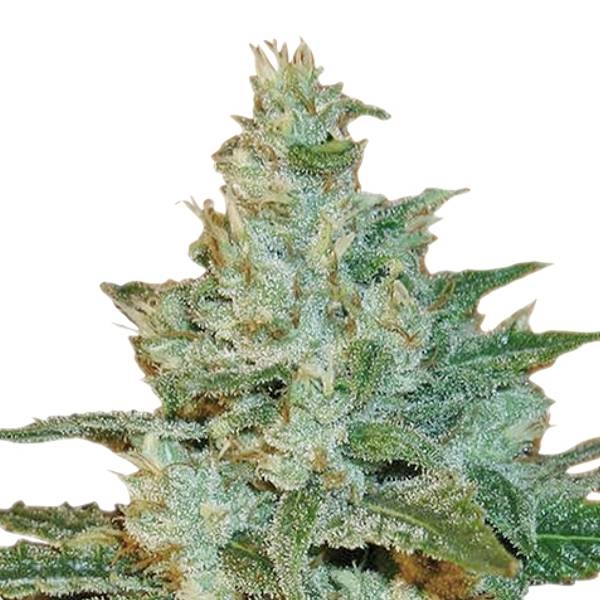 AK-47 (Sensation Seeds) feminizada