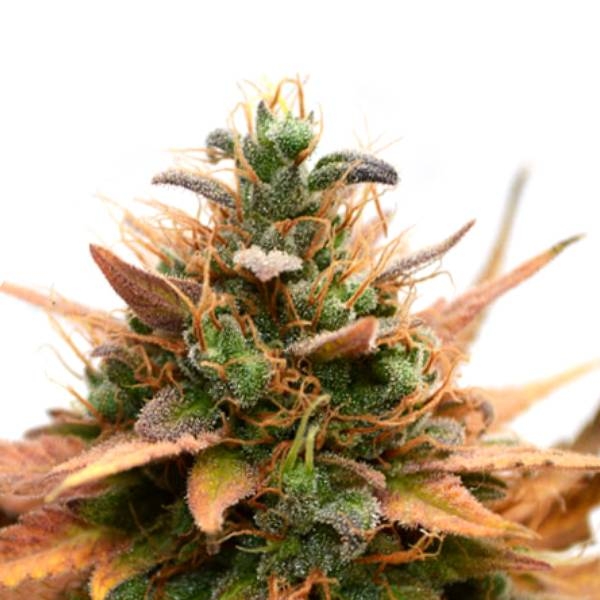 Medijuana CBD (Sensation Seeds) feminizada
