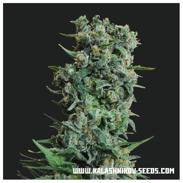 Kalashnikov Original (Kalashnikov Seeds) feminizada
