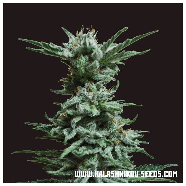 AK Skunk (Kalashnikov Seeds) feminizada