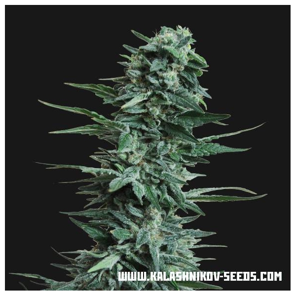 Kubanskiy Ubiyza (Kalashnikov Seeds) feminizada