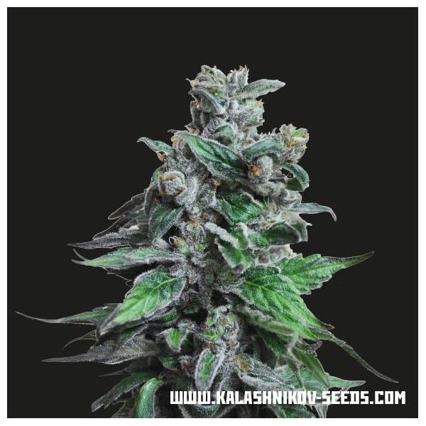 Moscow Blueberry (Kalashnikov Seeds) feminizada