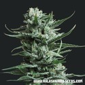 Siberian Haze (Kalashnikov Seeds) Feminizada