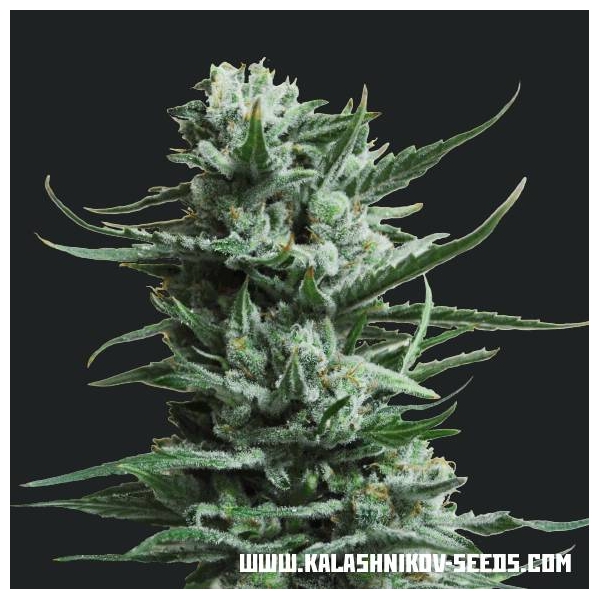 Siberian Haze (Kalashnikov Seeds) Feminizada