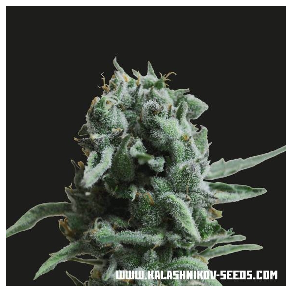 White Widow 47 (Kalashnikov Seeds) feminizada
