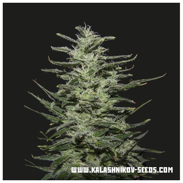 Amnesia Molotov (Kalashnikov Seeds) feminizada