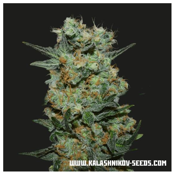 Baikal Express (Kalashnikov Seeds) feminizada