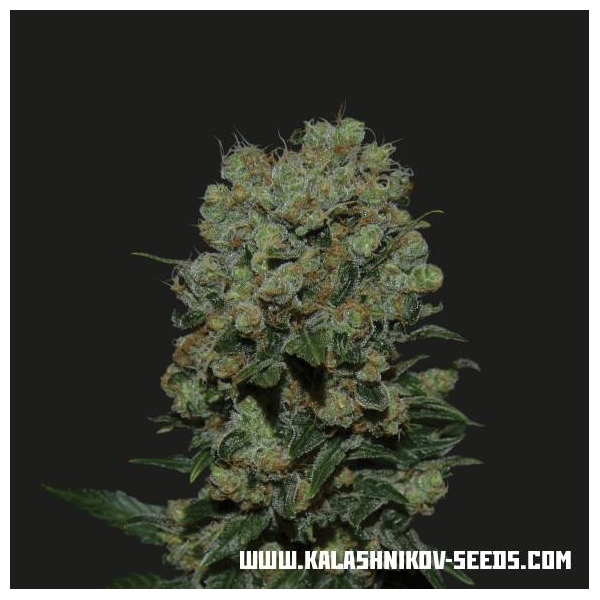 Kalashnikov Express (Kalashnikov Seeds) feminizada