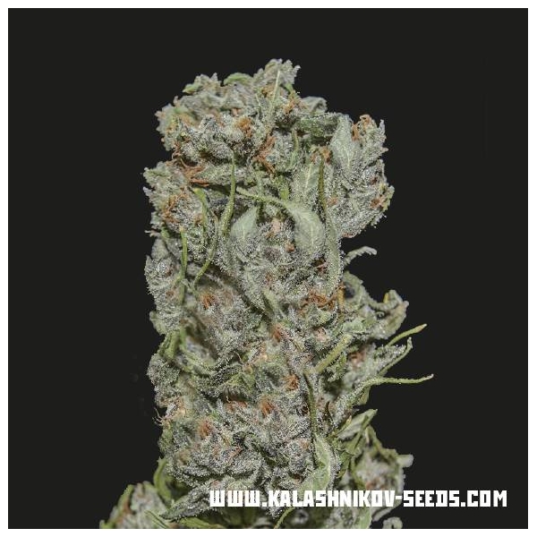 White Critical Express (Kalashnikov Seeds) feminizada