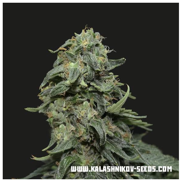 Kabul Express (Kalashnikov Seeds) feminizada