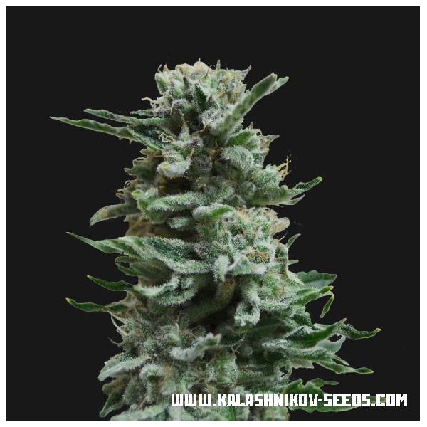AK Skunk Auto (Kalashnikov Seeds) feminizada