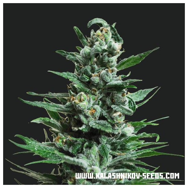 Moscow Blueberry Auto (Kalashnikov Seeds) feminizada