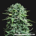 Siberian Haze Auto (Kalashnikov Seeds) feminizada