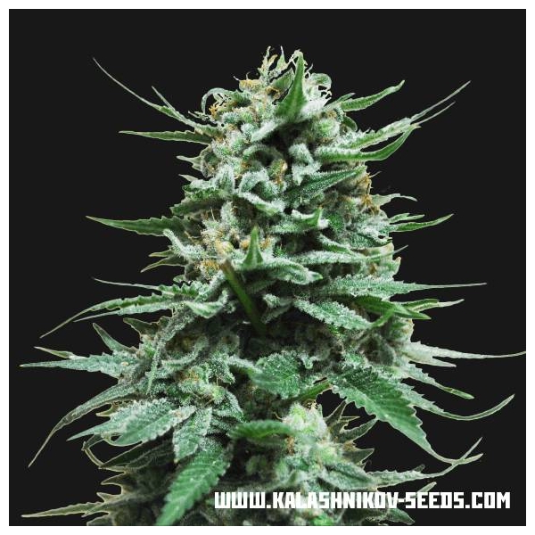 Northern Russian Auto (Kalashnikov Seeds) feminizada