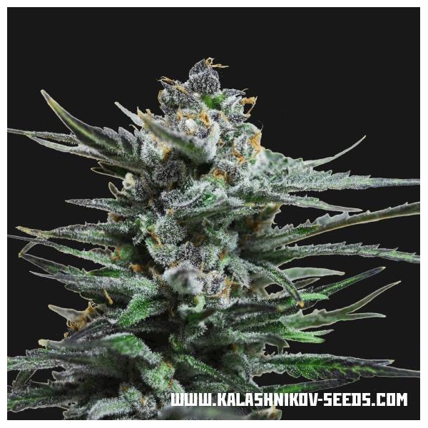 Acid Blue Auto (Kalashnikov Seeds) feminizada