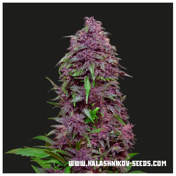 Purple Mazar Auto (Kalashnikov Seeds) feminizada