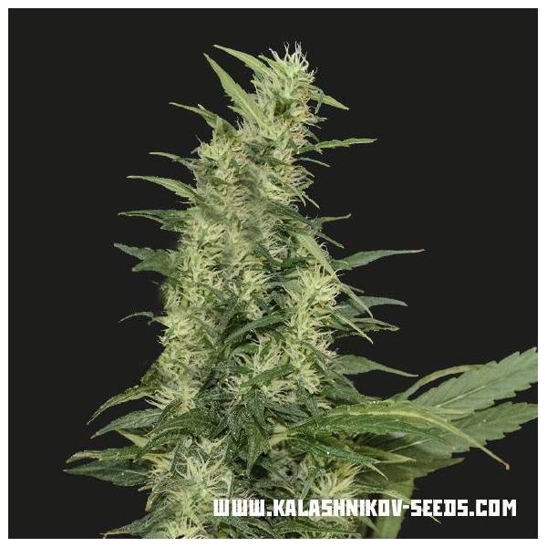 Amur Giant Auto (Kalashnikov Seeds) feminizada