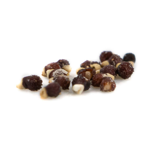 Aztekium ritteri (Cacto Asteca) – 20 sementes