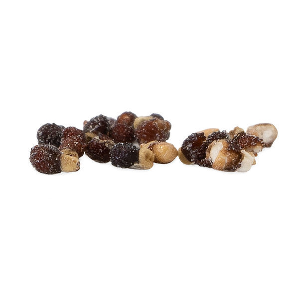 Aztekium ritteri (Cacto Asteca) – 20 sementes