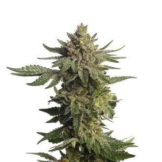 Green Magic (Amsterdam Genetics) feminizada