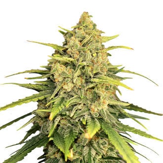 Tangerine G13 (Amsterdam Genetics) feminizada