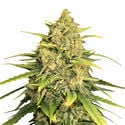 Tangerine G13 (Amsterdam Genetics) feminizada