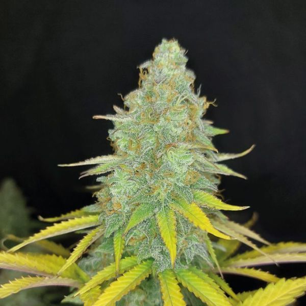Choco Kush Auto (Amsterdam Genetics) feminizada