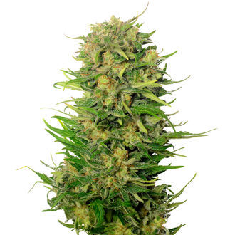 Choco Kush Auto (Amsterdam Genetics) feminizada