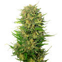 Choco Kush Auto (Amsterdam Genetics) feminizada